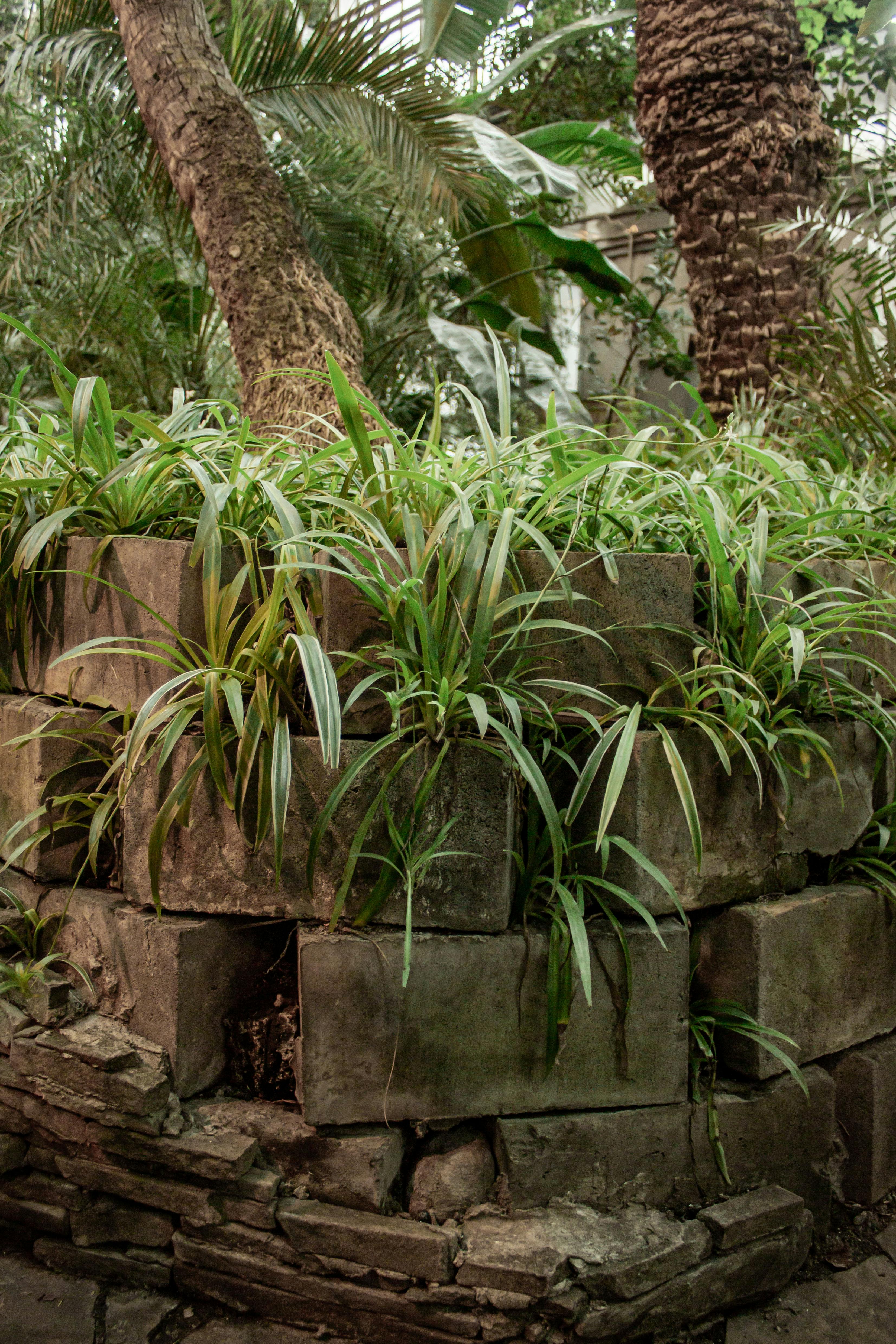 бесплатная Яркий комнатный сад с зеленью в кашпо из деревенского кирпича. Идеально подходит для оформления в природном стиле. Стоковое фото