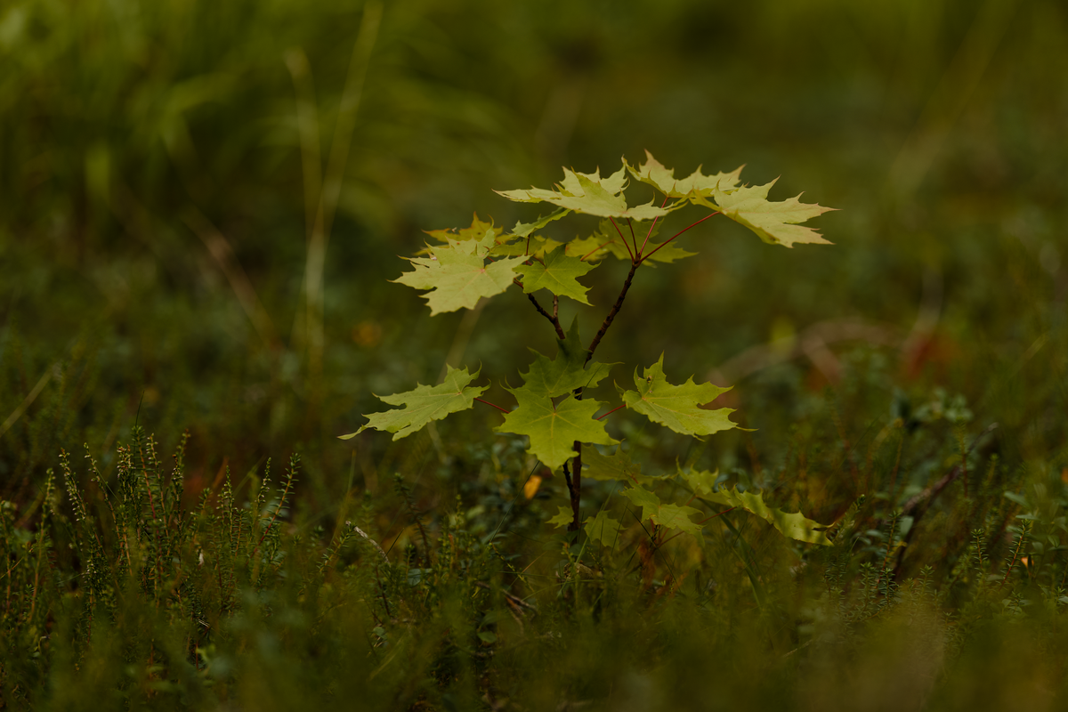 One Tree Sapling Tree Sapling Photos, Download The BEST Free Tree Sapling Stock Photos ...