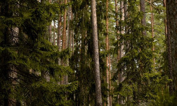 Serene view of a dense conifer forest showing lush green evergreen trees.