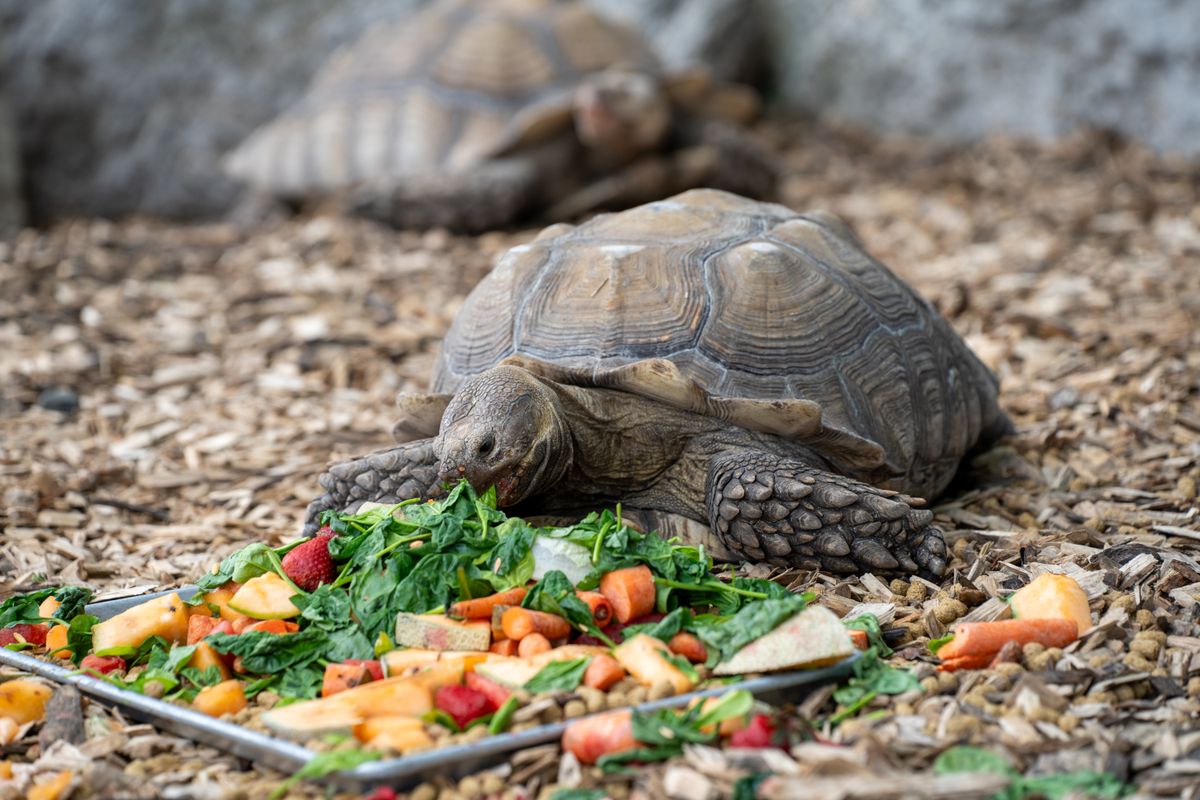 salade pour tortue - Varier l’alimentation : au-delà de la salade