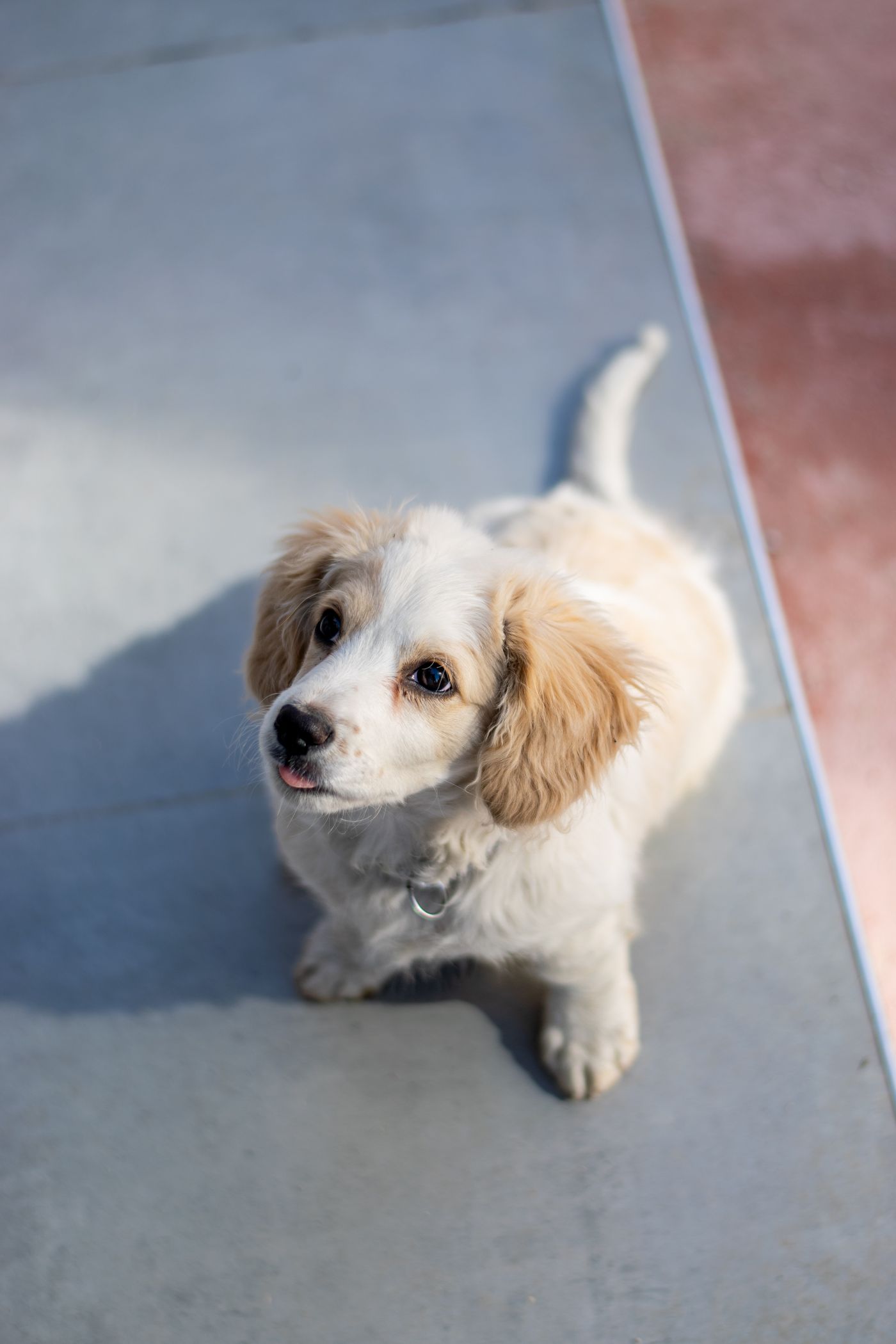 Köpeklerde Kulak ve Kuyruk Kesimi Yasak mı? Türkiye’de Hukuk ve Sağlık Riskleri