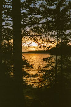 Peaceful sunset view framed by pine trees, reflecting on a tranquil lake.