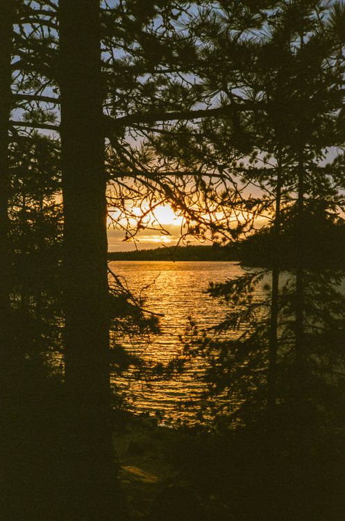 Serene Lakeside Sunset through Pine Trees · Free Stock Photo