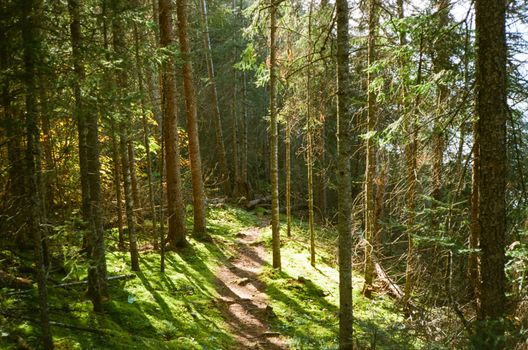 A peaceful forest trail illuminated by sunlight, surrounded by lush trees.