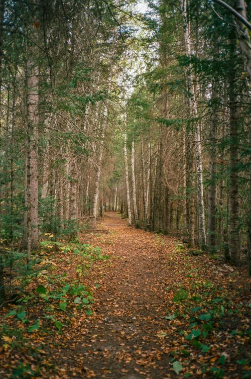 Free Serene forest path surrounded by trees in early autumn, perfect for nature enthusiasts. Stock Photo
