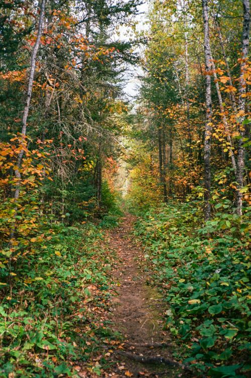 Free Tranquil forest pathway surrounded by vibrant autumn foliage with orange and green hues. Stock Photo