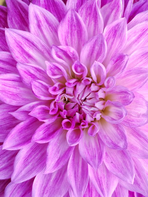 Free Close-up of a vibrant pink dahlia flower showcasing its intricate petal patterns. Stock Photo