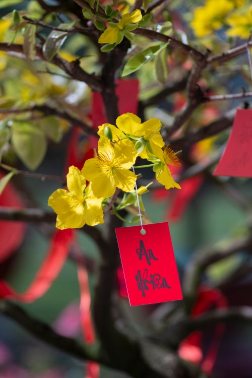 Free Yellow flowers and red lucky card on tree for Vietnamese New Year celebration. Stock Photo