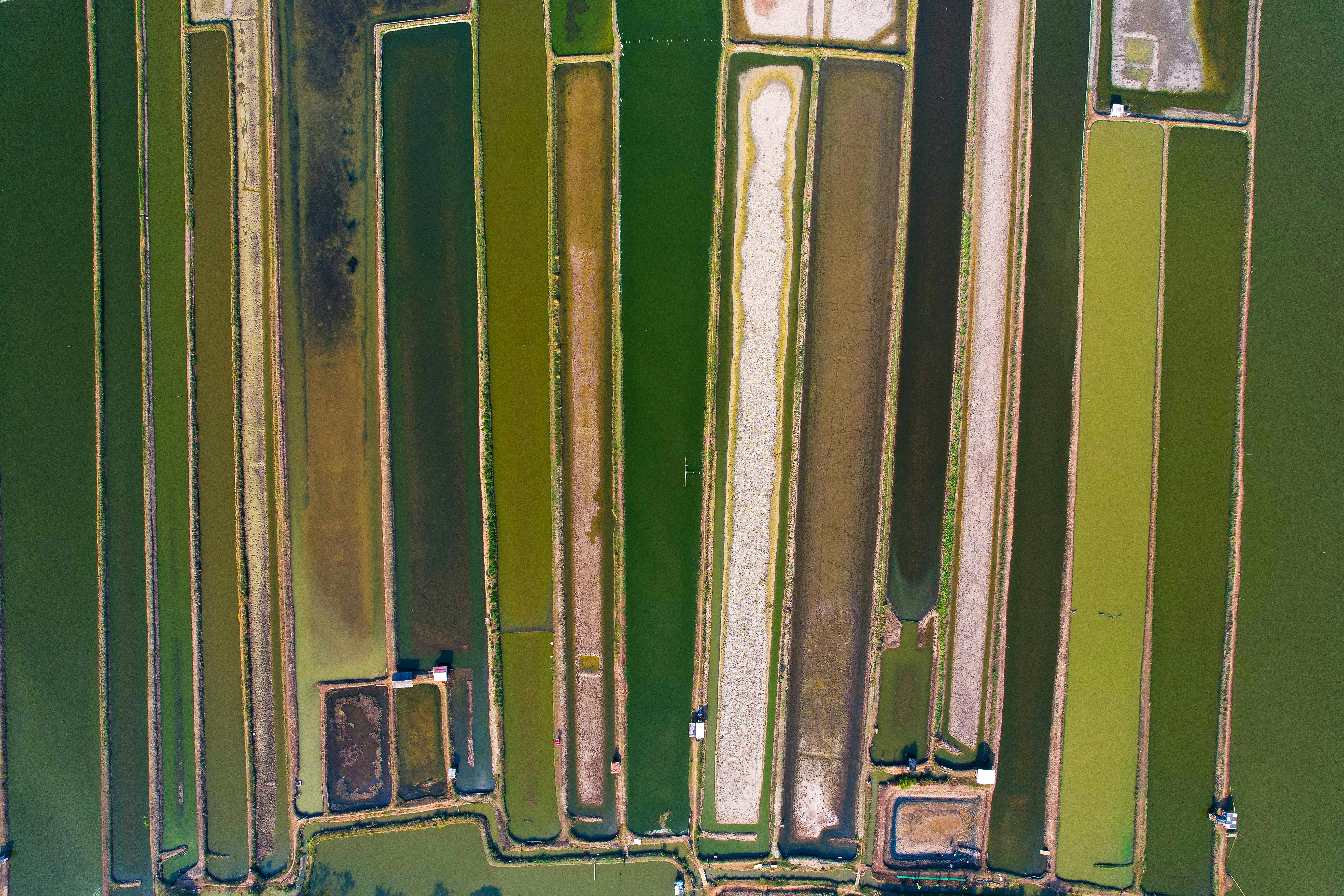 Gratis Fotografía aérea de vibrantes campos de arroz en Java Occidental, que muestran variados tonos verdes y patrones organizados. Foto de stock