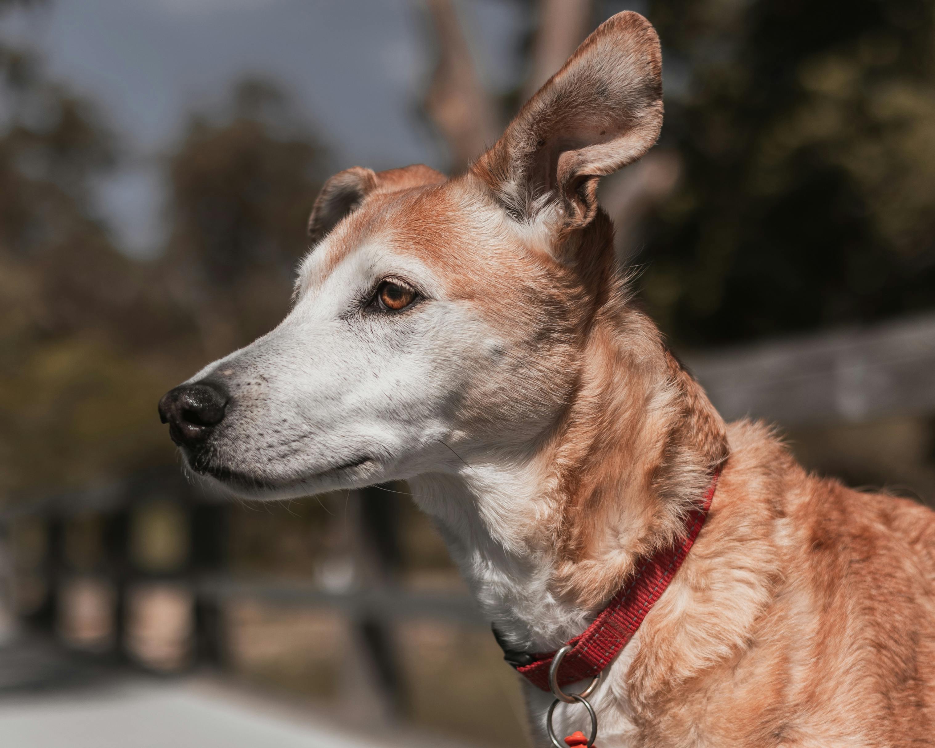 Captivating close-up portrait of a dog with focused expression in Bibra Lake, Western Australia.