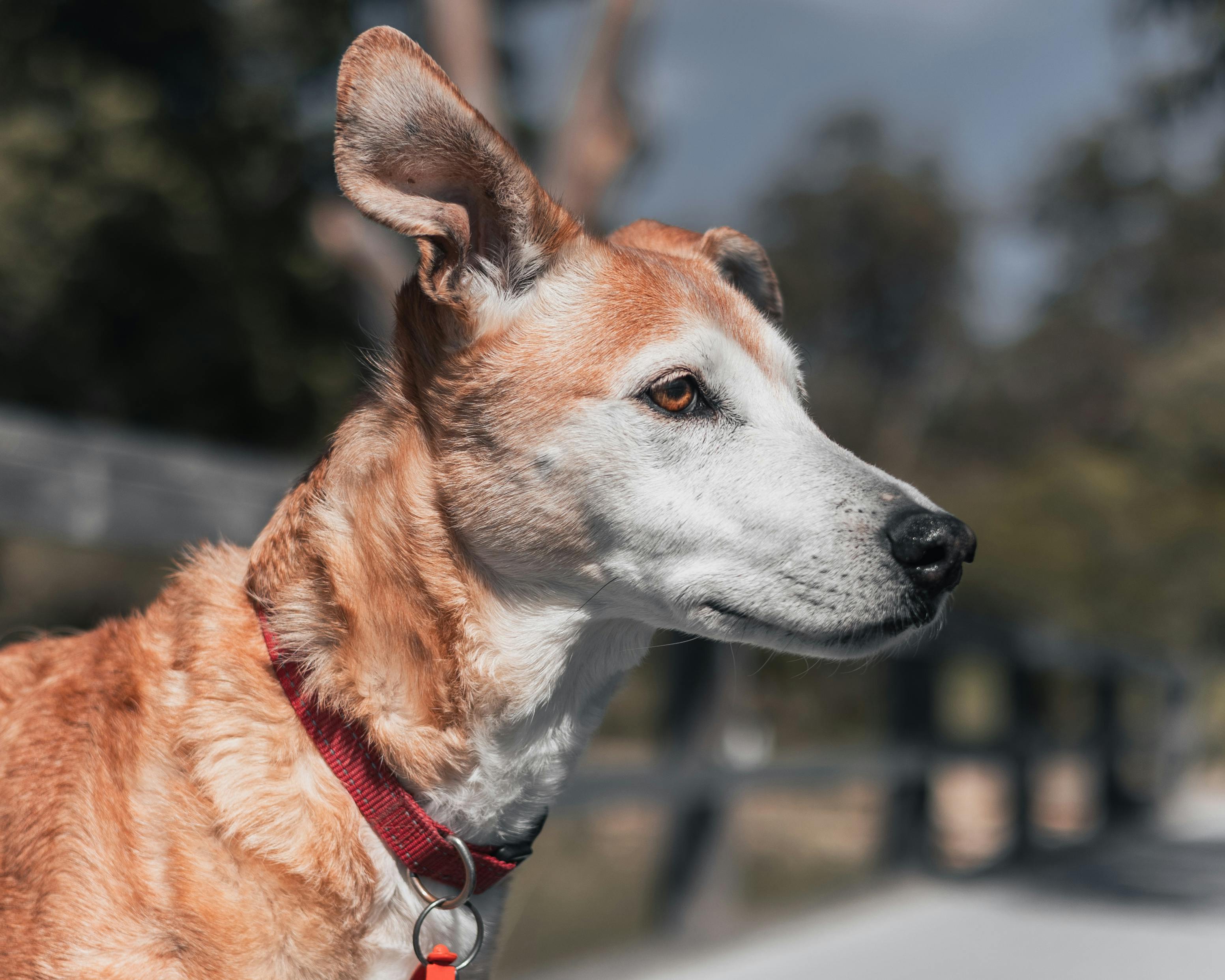 How Much Is Pet Insurance? 2026 Guide — Photo by Ajay Lamichhane on Pexels