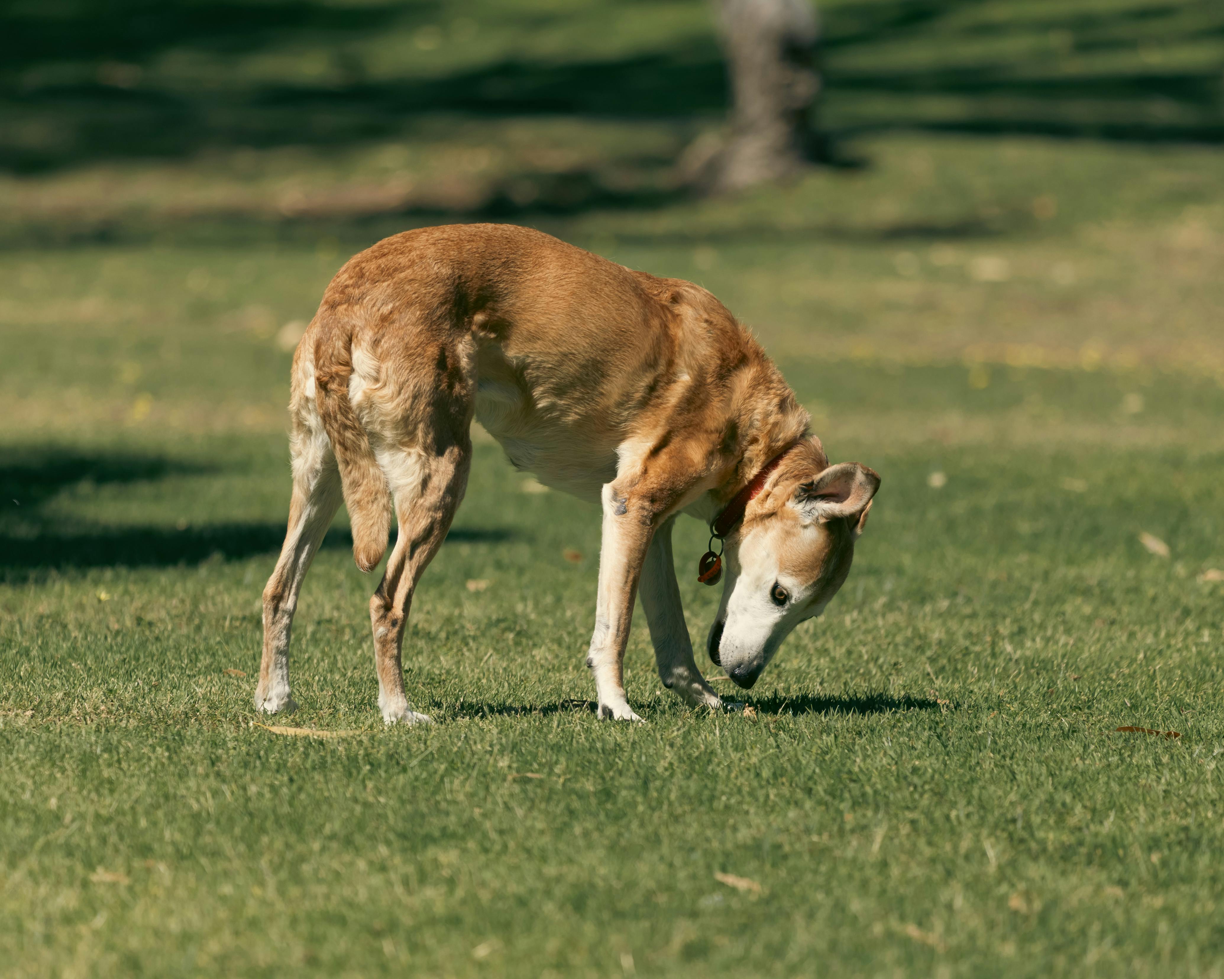A senior dog curiously sniffs the grass on a sunny day in Bibra Lake Park, Perth.