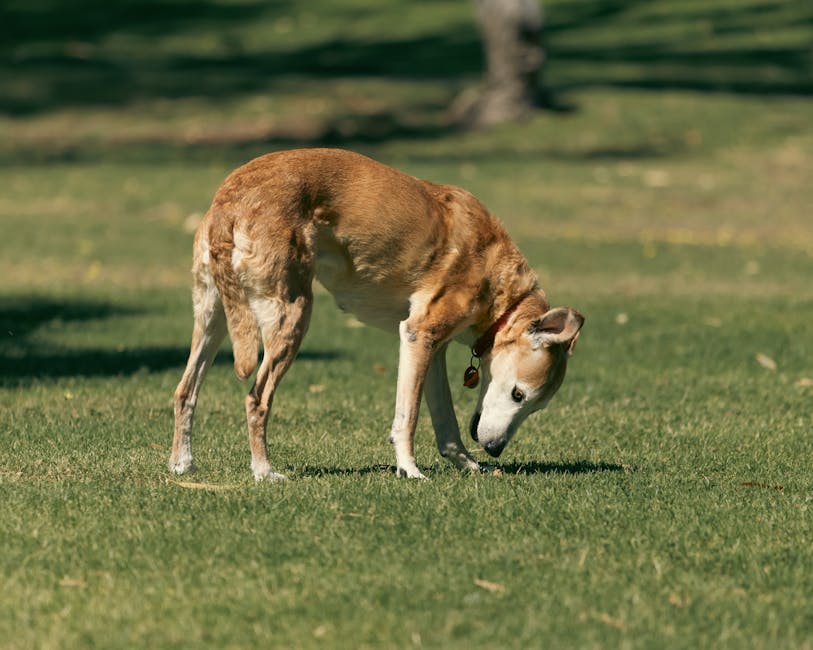Does CBD Oil Actually Help with Dog Anxiety? A senior dog curiously sniffs the grass on a sunny day in Bibra Lake Park, Perth.