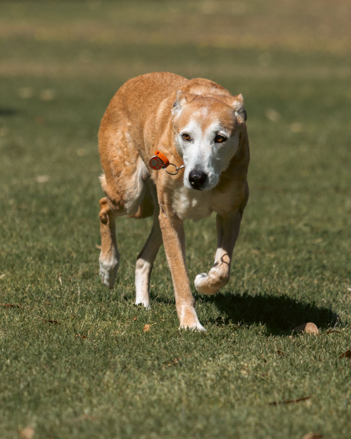 Compléments pour l’arthrose du chien : ce qui a vraiment des preuves