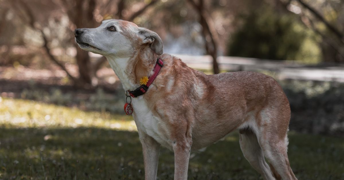 Why Is My Senior Dog Anxious at Night? Causes and Calming Solutions