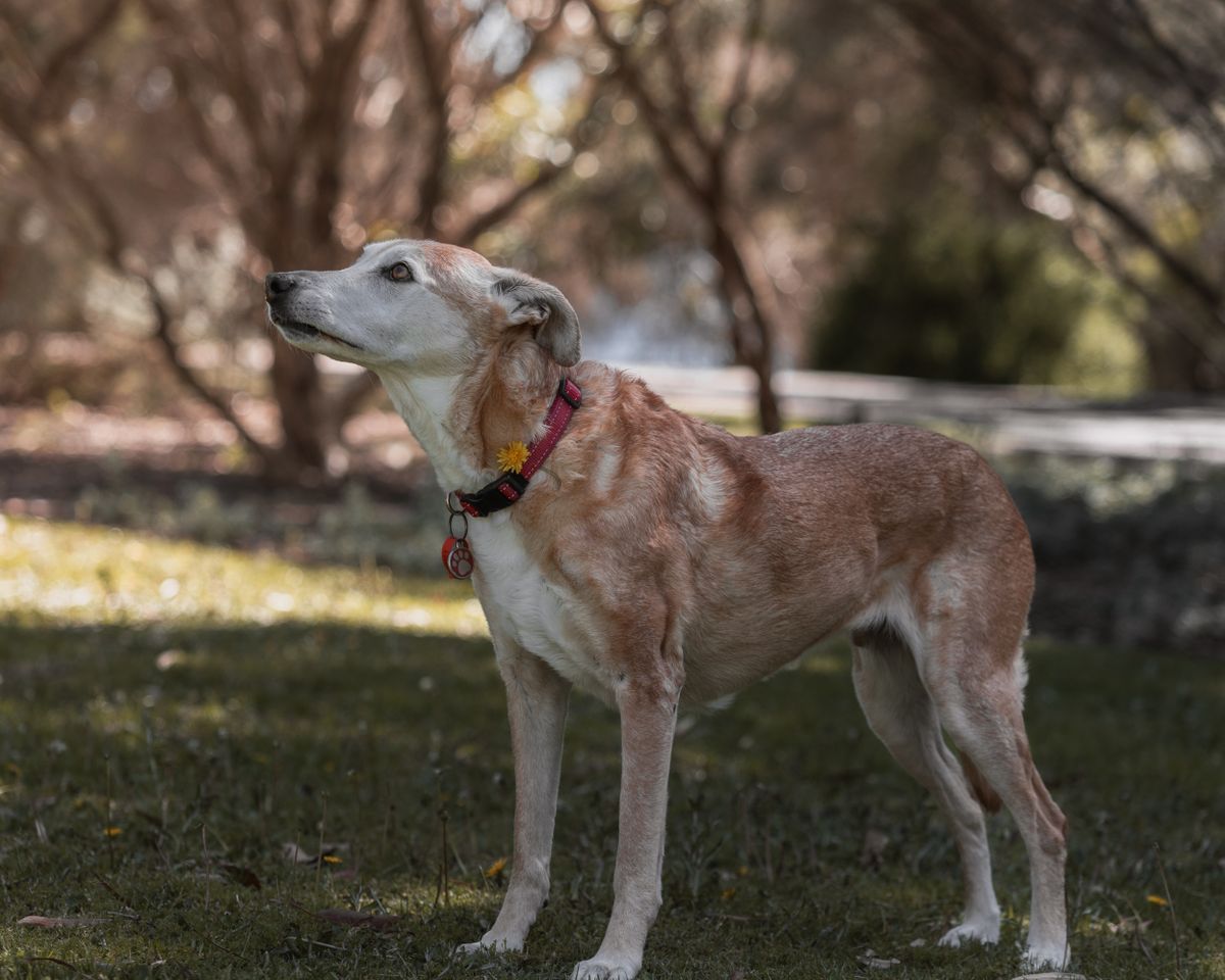 Senior dog standing in a sunlit park — tracking walks, stairs and rising from rest shows whether an arthritis injection is working