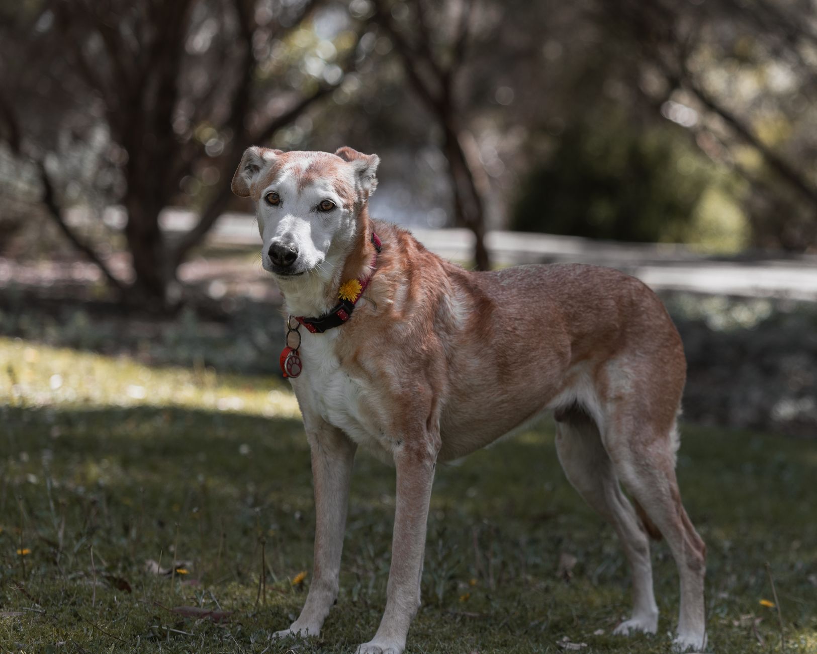 dog name