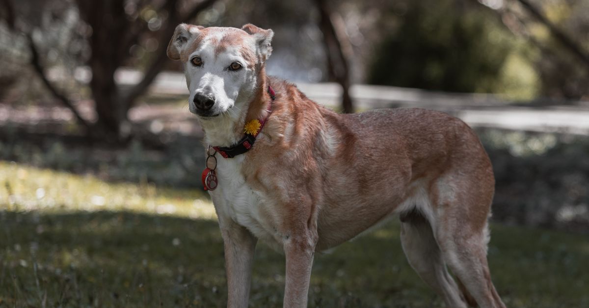Visual guide explaining Top Dog Breeds 2026 Australia benefits and considerations