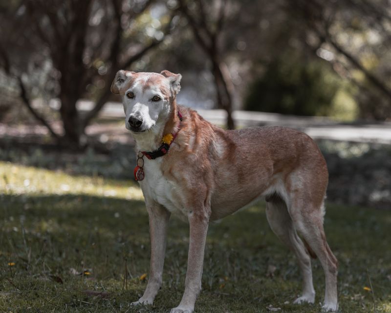 A senior dog resting in a sunlit park