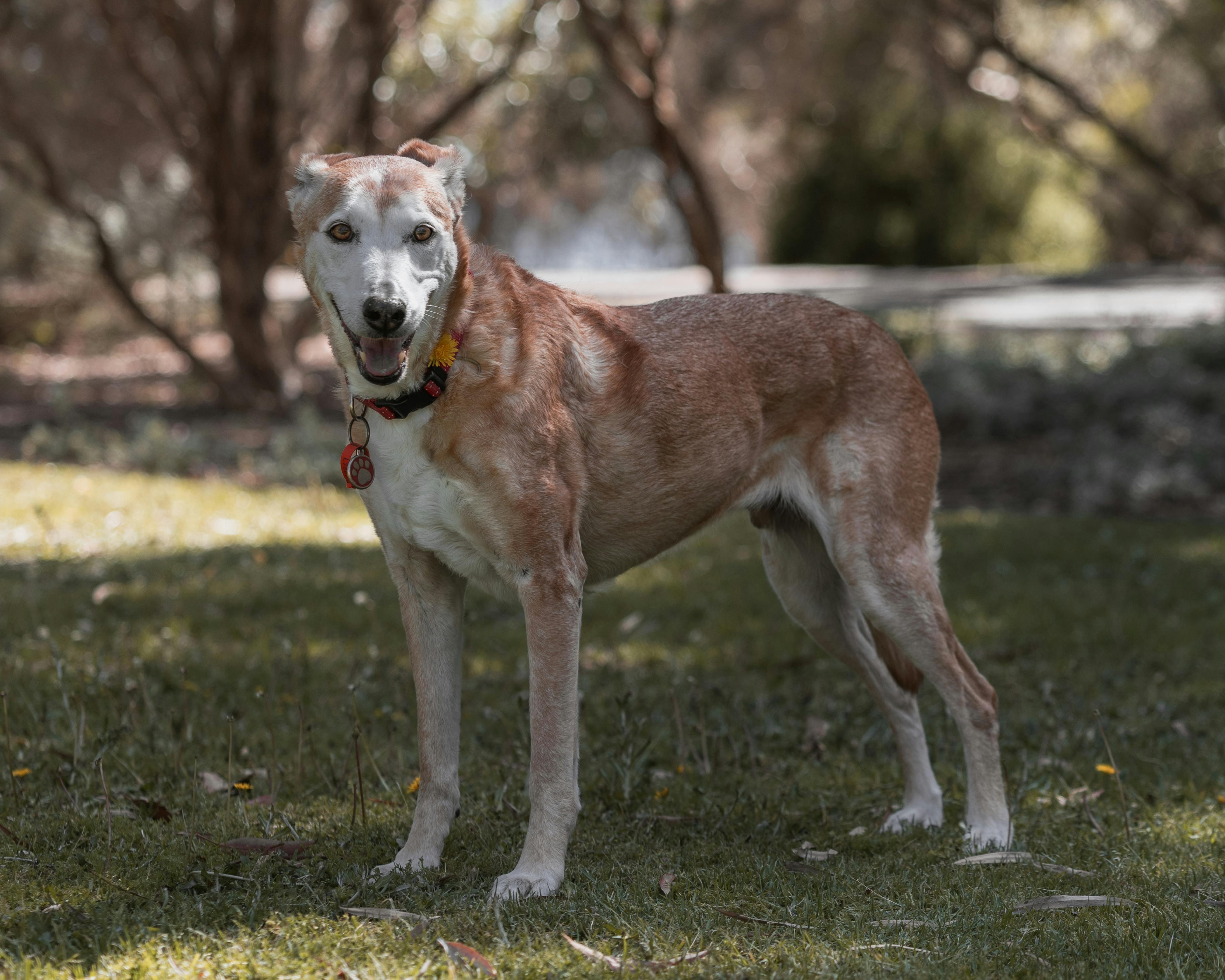 9 Best Pet Insurance Companies of May 2026 — Photo by Ajay Lamichhane on Pexels