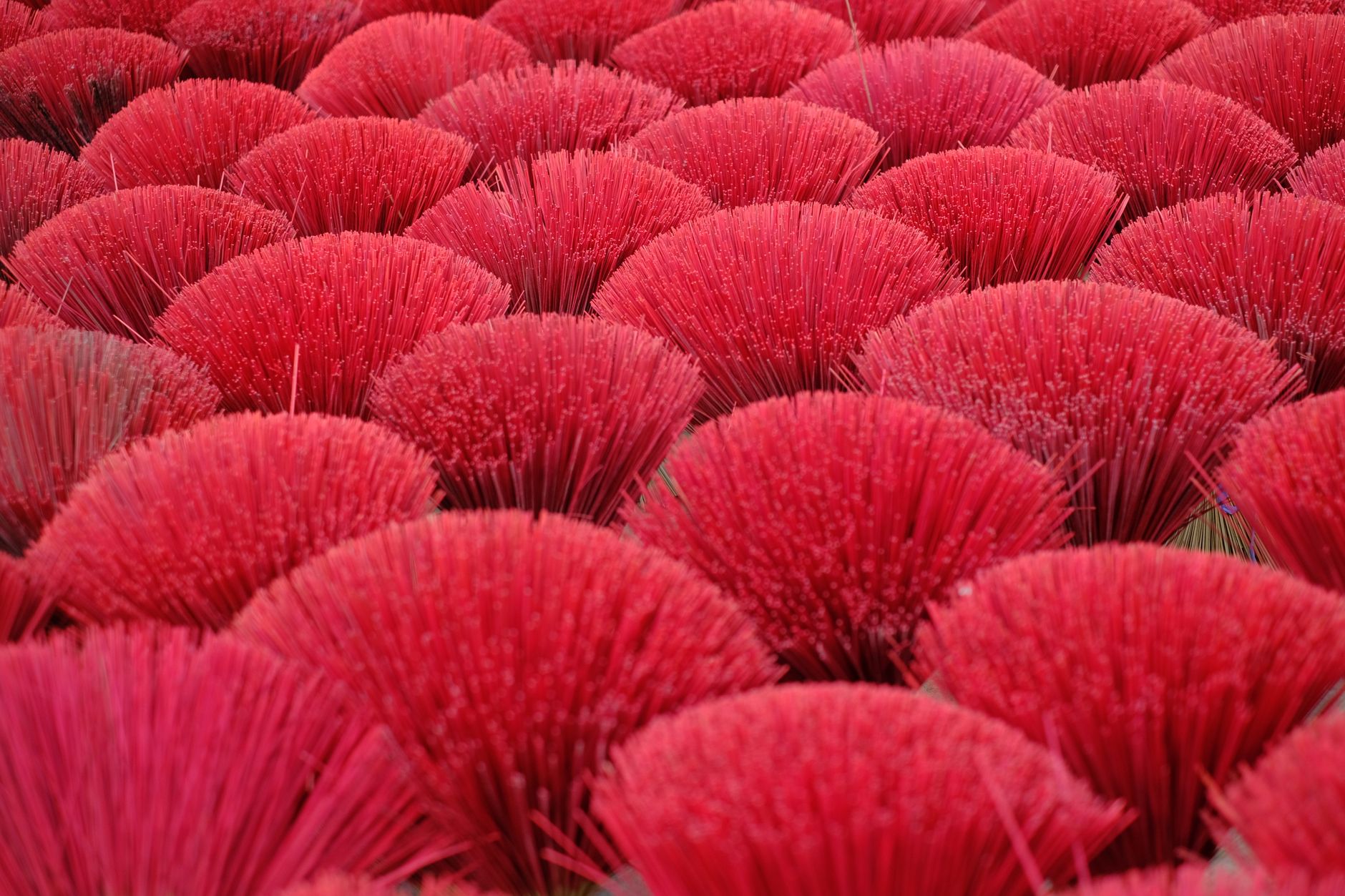 Rows of vibrant red incense sticks drying outdoors in BαΊ―c KαΊ‘n, Viα»t Nam.
