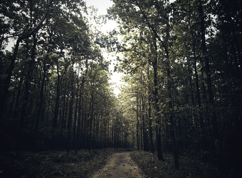 A peaceful pathway winds through a lush, densely wooded forest under tall trees.