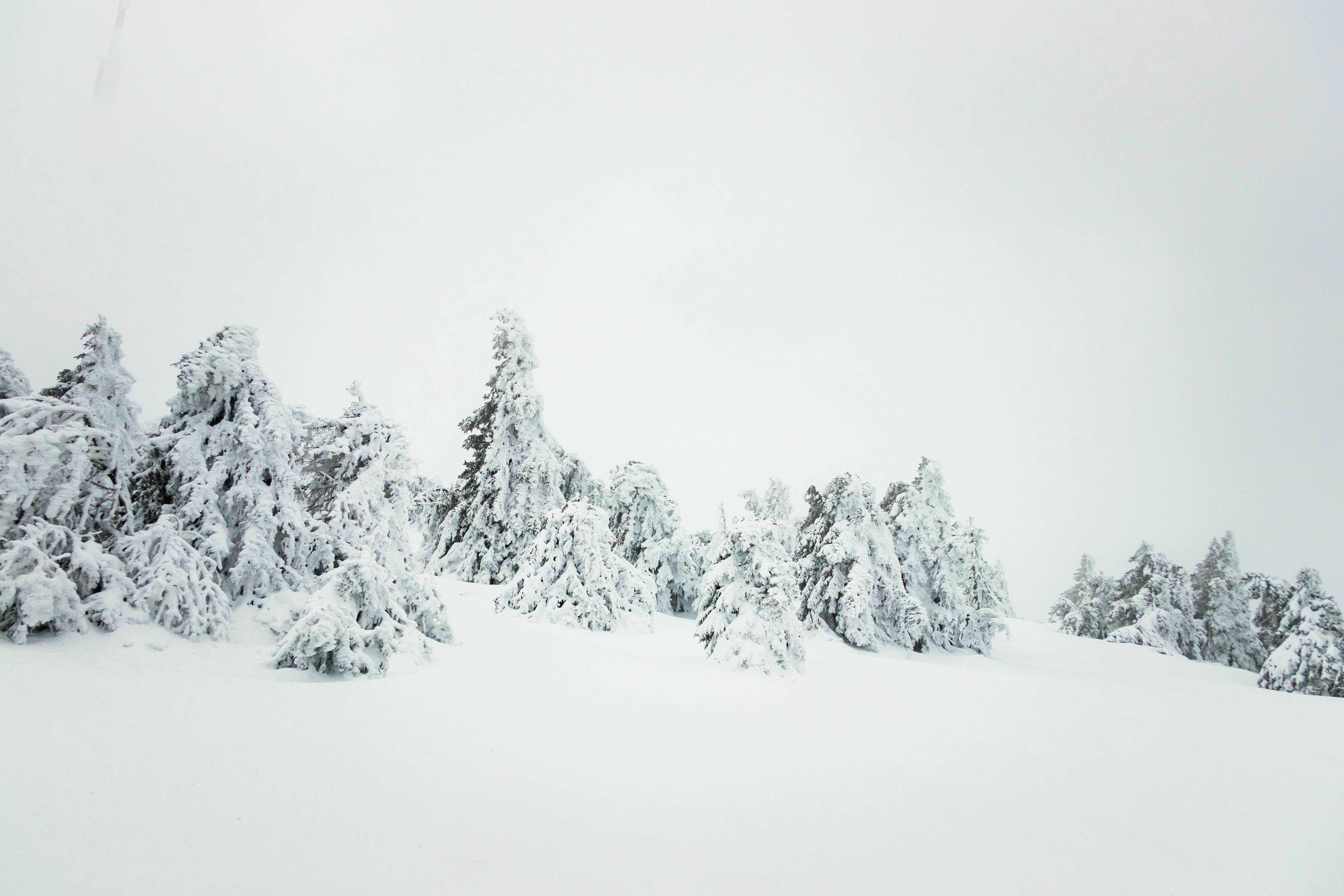 Free Serene winter scene with snow-covered trees in a tranquil forest. Stock Photo