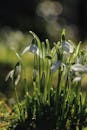 Snowdrops Blooming in a Sunlit Spring Garden