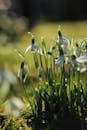 Beautiful Spring Snowdrops in Bloom Outdoors