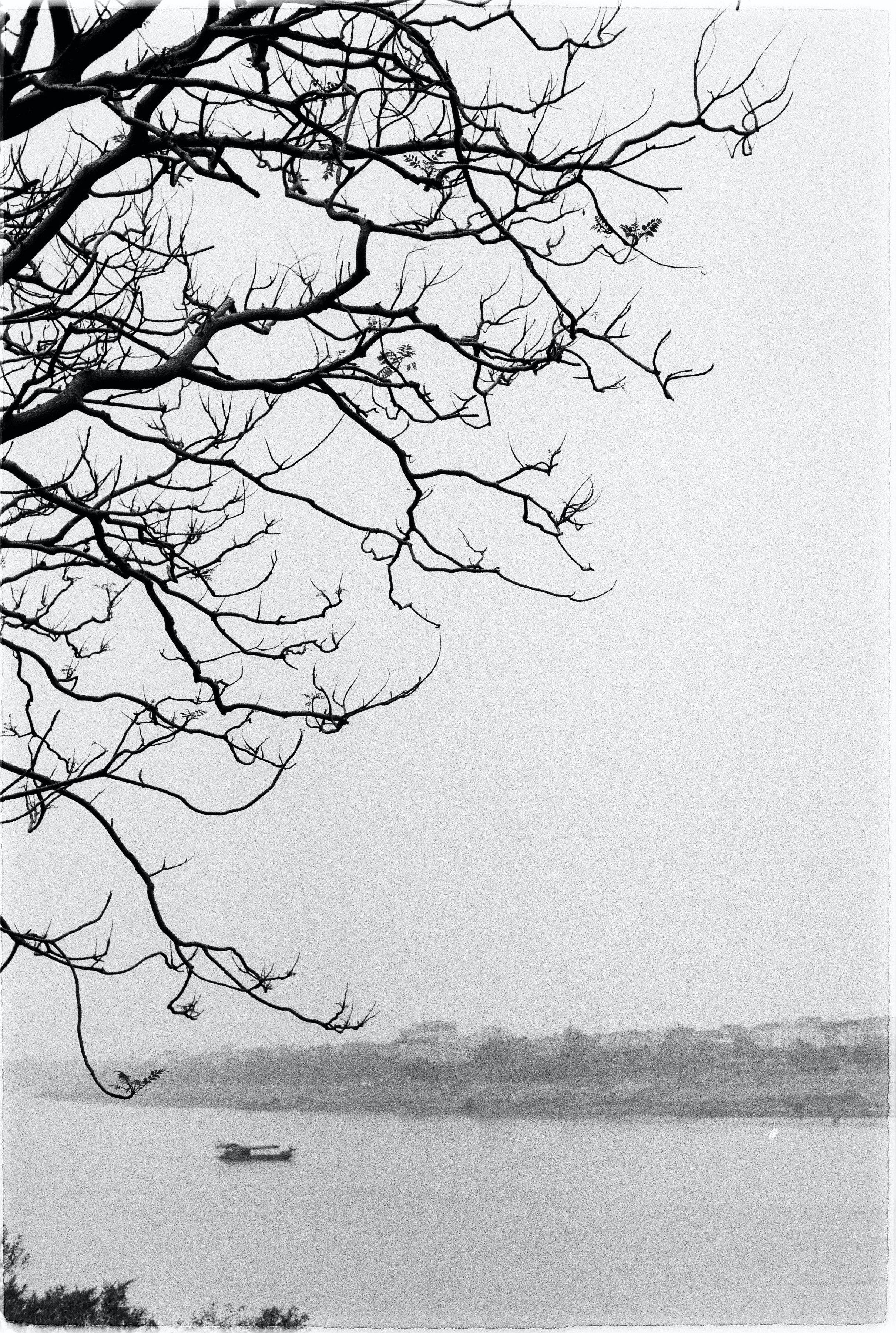 Calm river landscape in black and white with a leafless tree and distant boat.