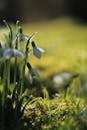 Beautiful Snowdrop Blossoms in Springtime