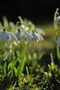 Close-Up of Snowdrop Flowers in Spring Sunlight