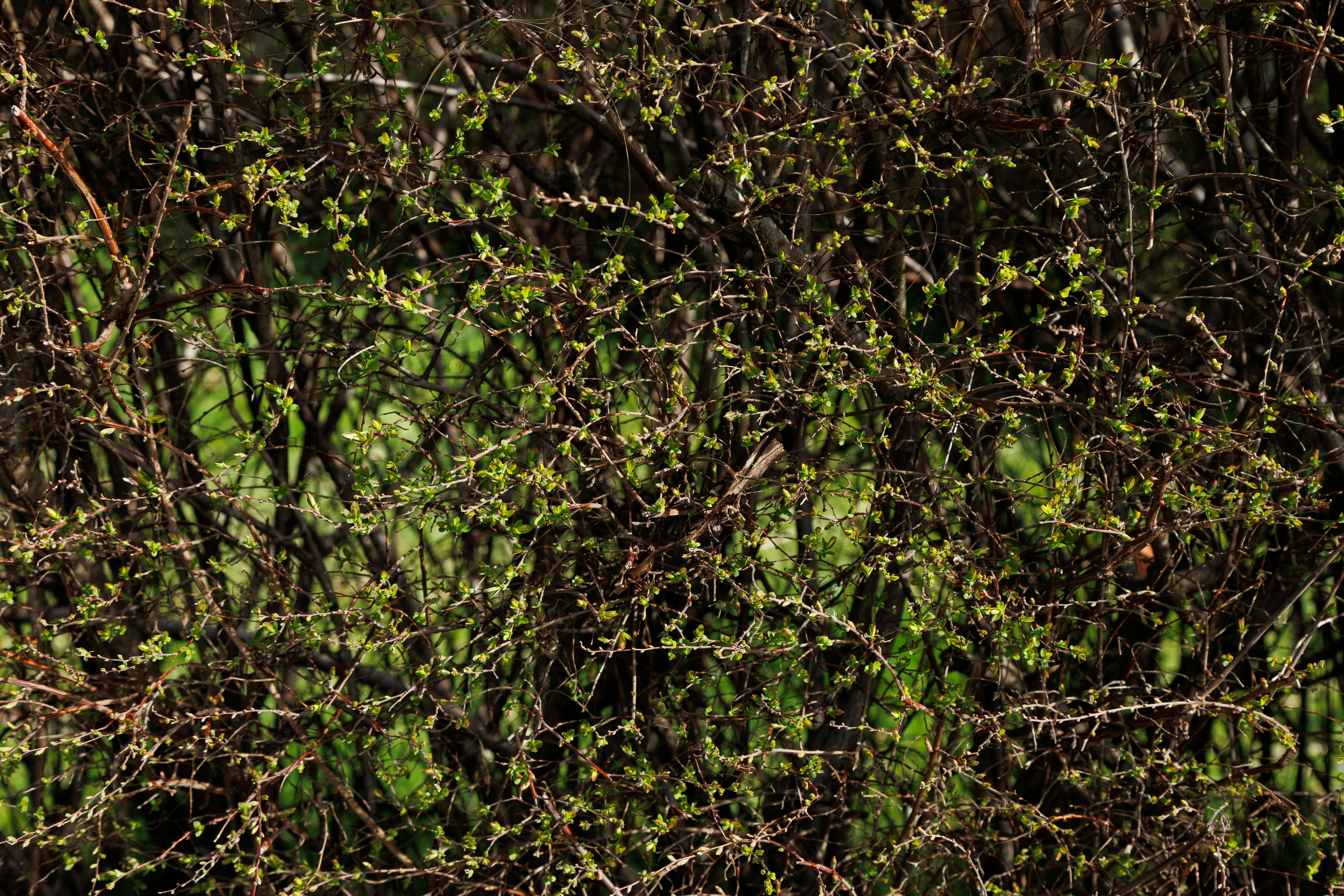 Free A close-up of spring foliage with new leaves on a dense network of branches. Stock Photo