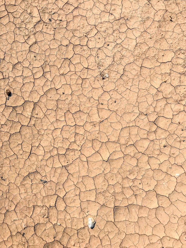 Dry Cracked Mud