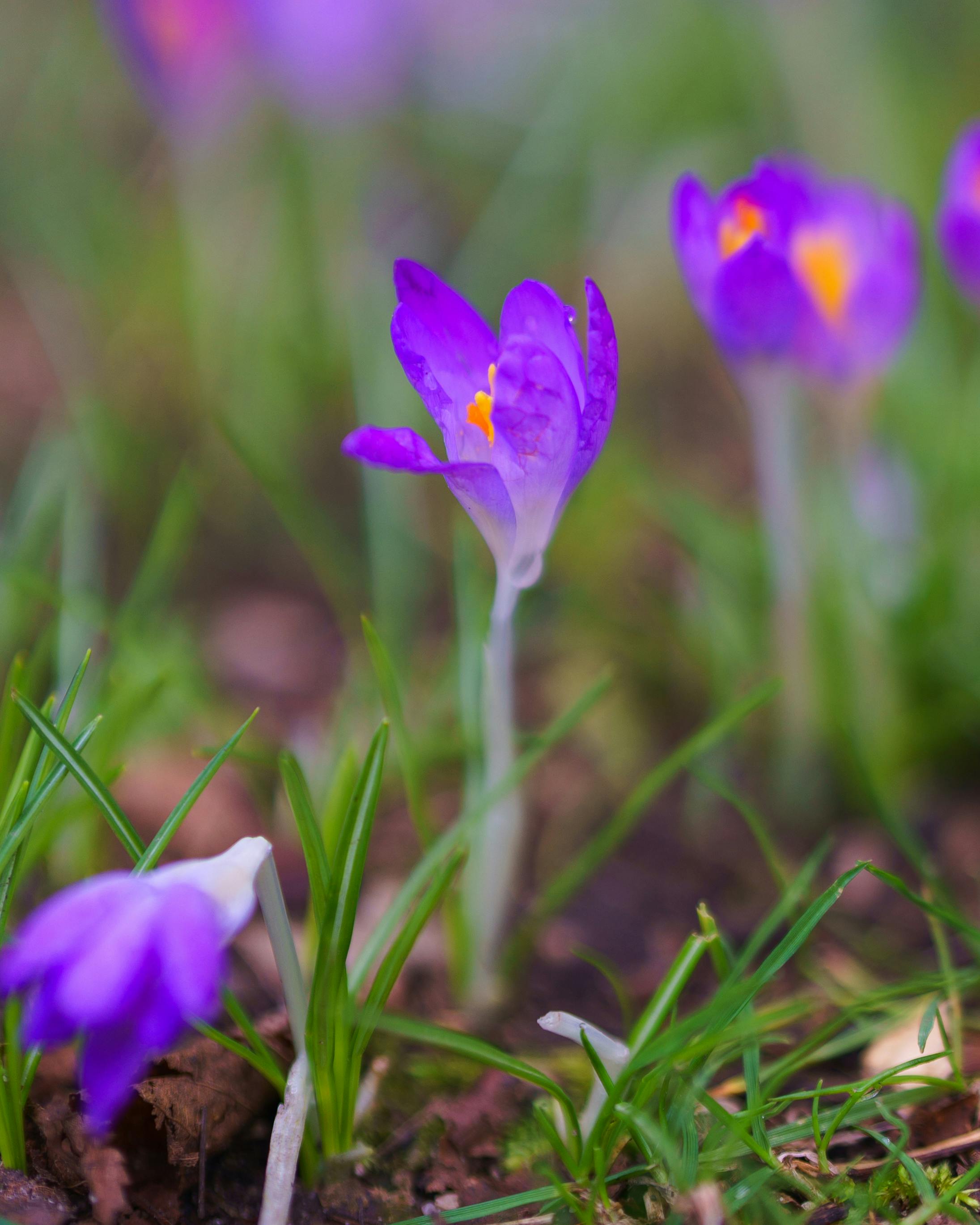 [ColoSach]-close-up-of-blooming-purple-crocus-flowers-in-a-lush-green-garden-during-springtime.