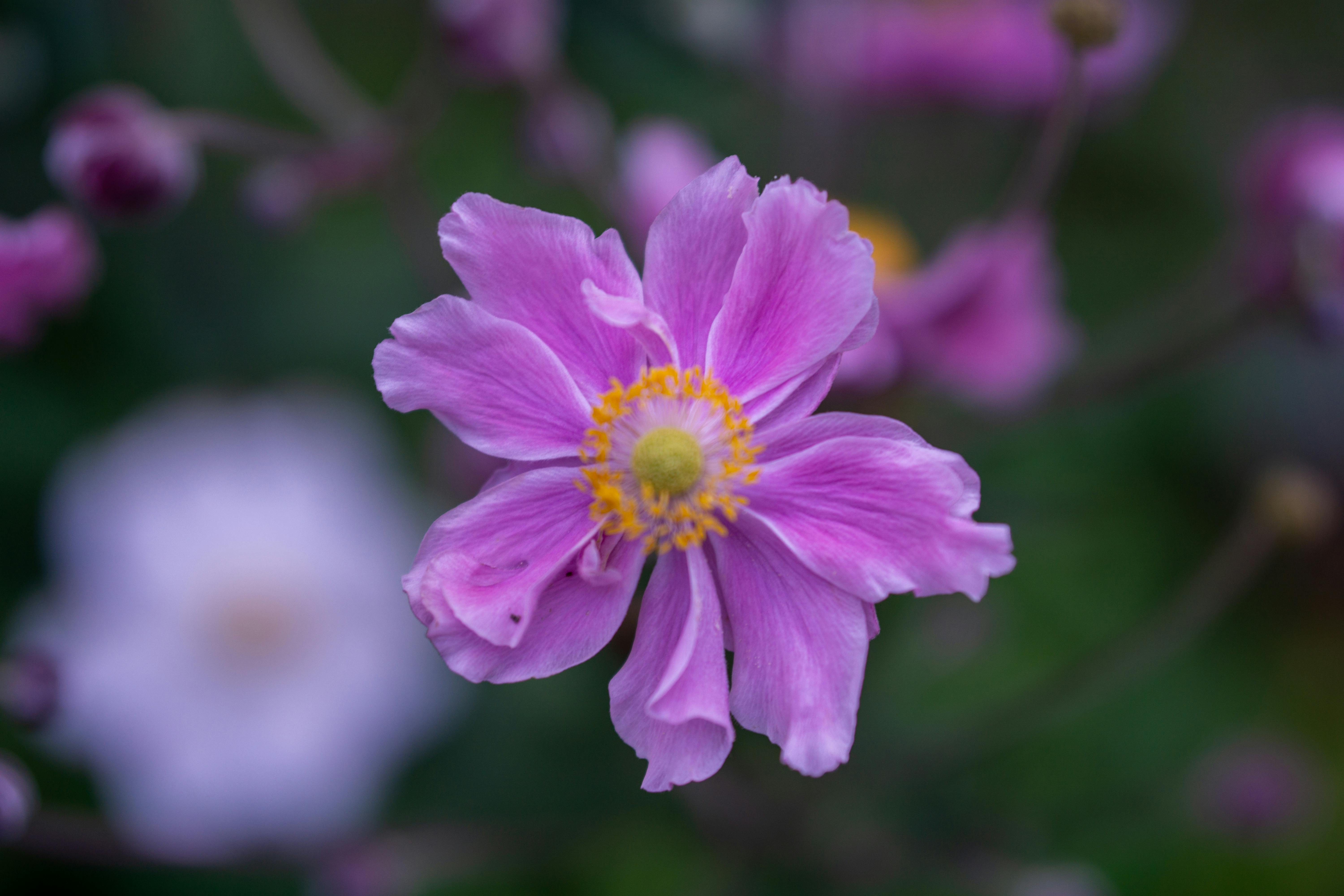 [ColoSach]-a-vibrant-purple-japanese-anemone-flower-close-up,-showcasing-delicate-petals-and-yellow-center.
