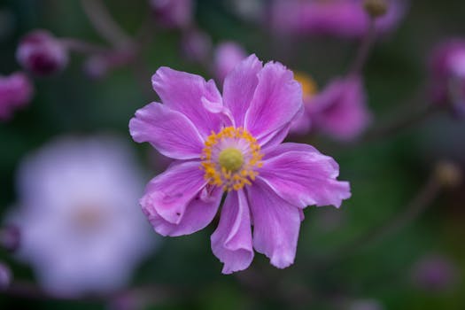 A vibrant purple Japanese Anemone flower close-up, showcasing delicate petals and yellow center.