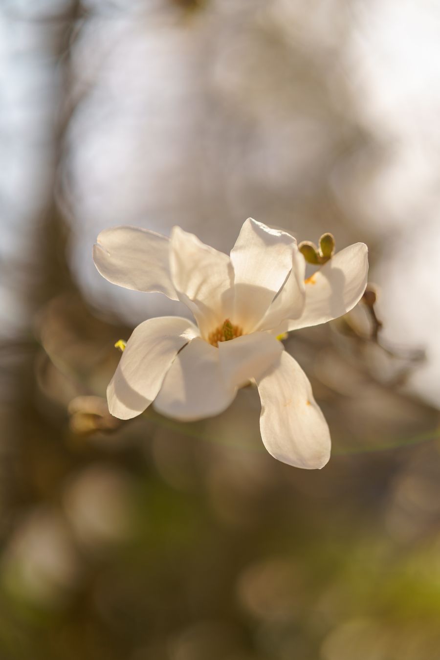 Delicate white magnolia flower in bloom