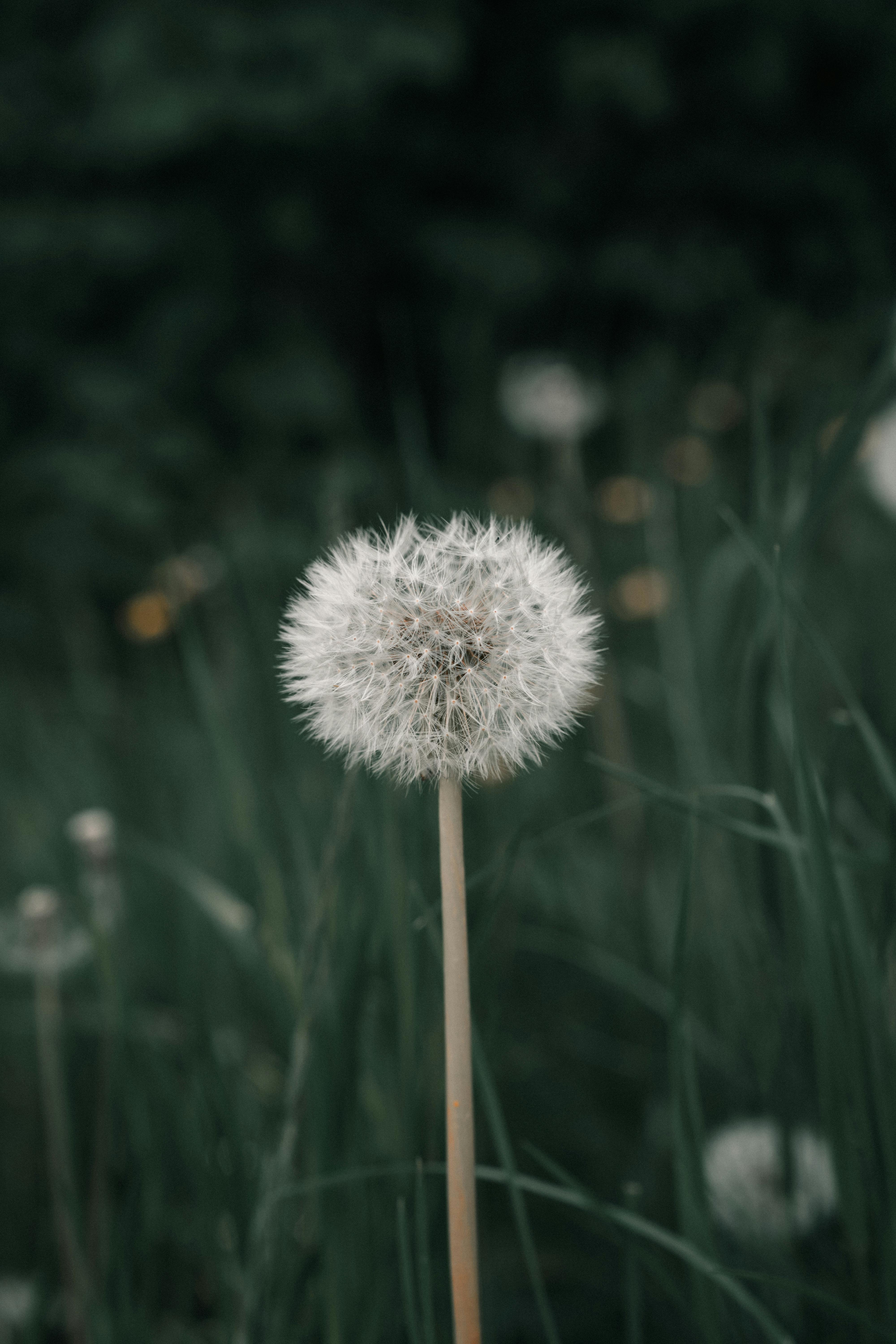 [ColoSach]-serene-close-up-of-a-fluffy-dandelion-surrounded-by-green-foliage.-perfect-for-nature-themed-projects.