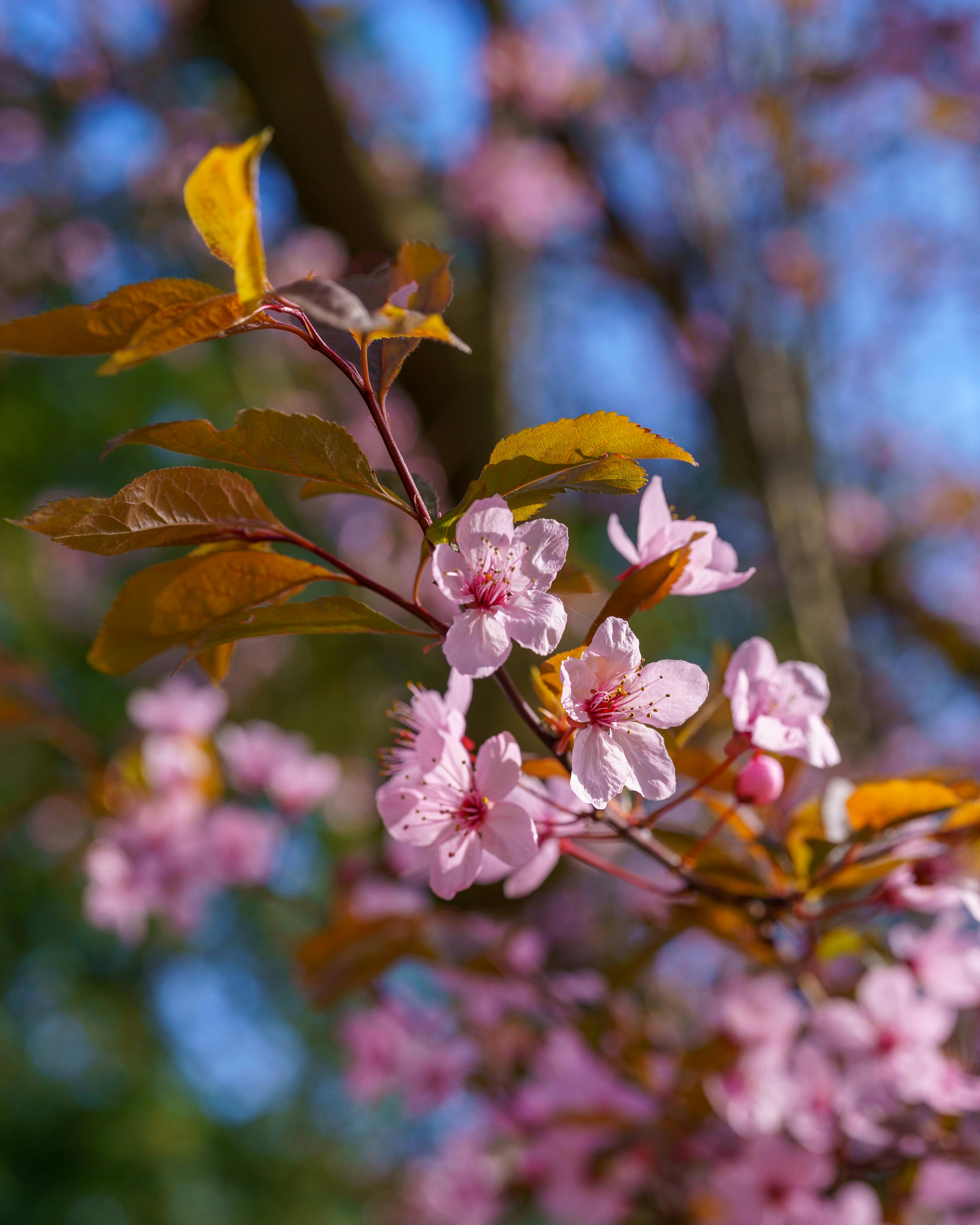 [ColoSach]-vibrant-pink-cherry-blossoms-in-full-bloom-under-a-clear-blue-sky,-capturing-the-essence-of-spring.