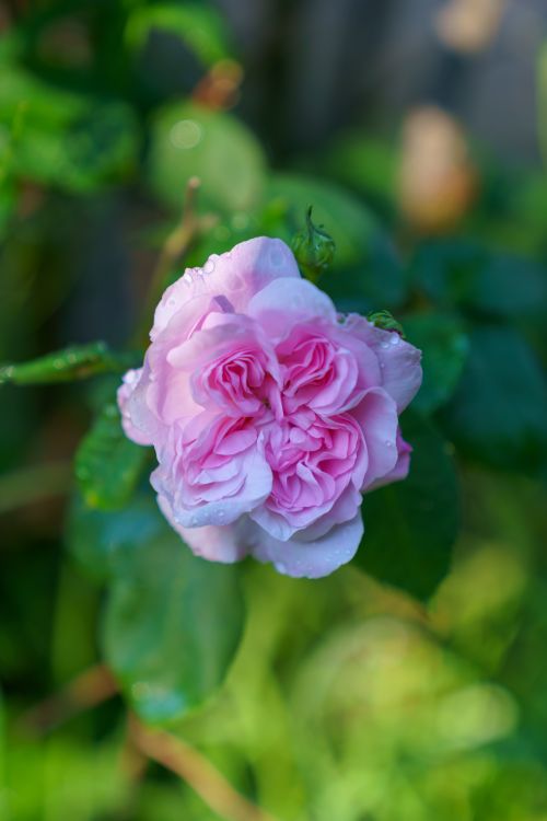 Free A delicate pink rose bloom with fresh green leaves in a sunlit garden setting. Stock Photo