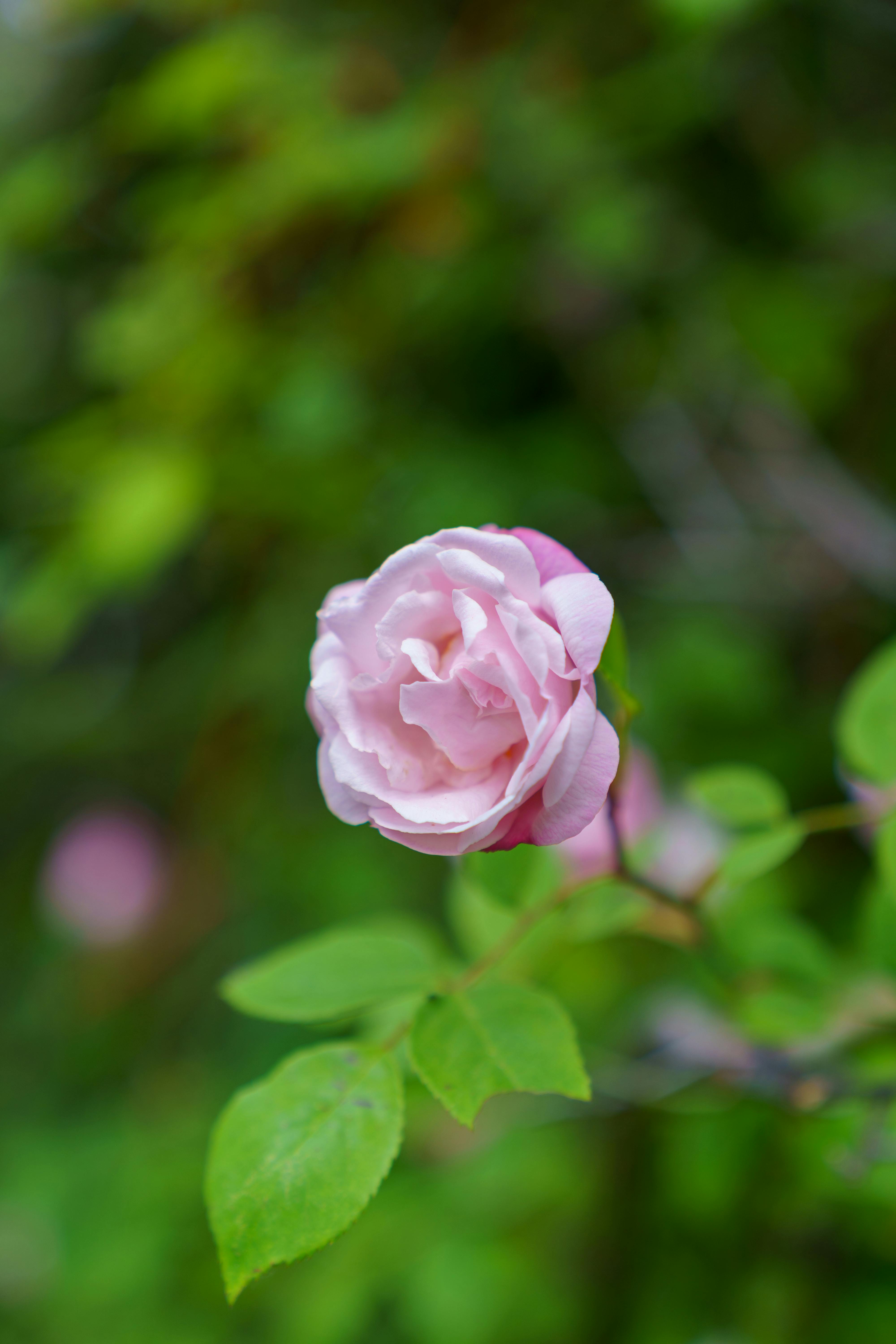 [ColoSach]-delicate-pink-rose-blooming-against-a-lush-green-backdrop,-capturing-nature's-beauty-and-elegance.