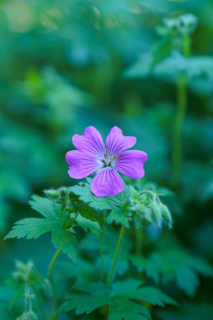 Fotomural Primer plano de una flor violeta vibrante que florece en medio de un exuberante follaje verde.