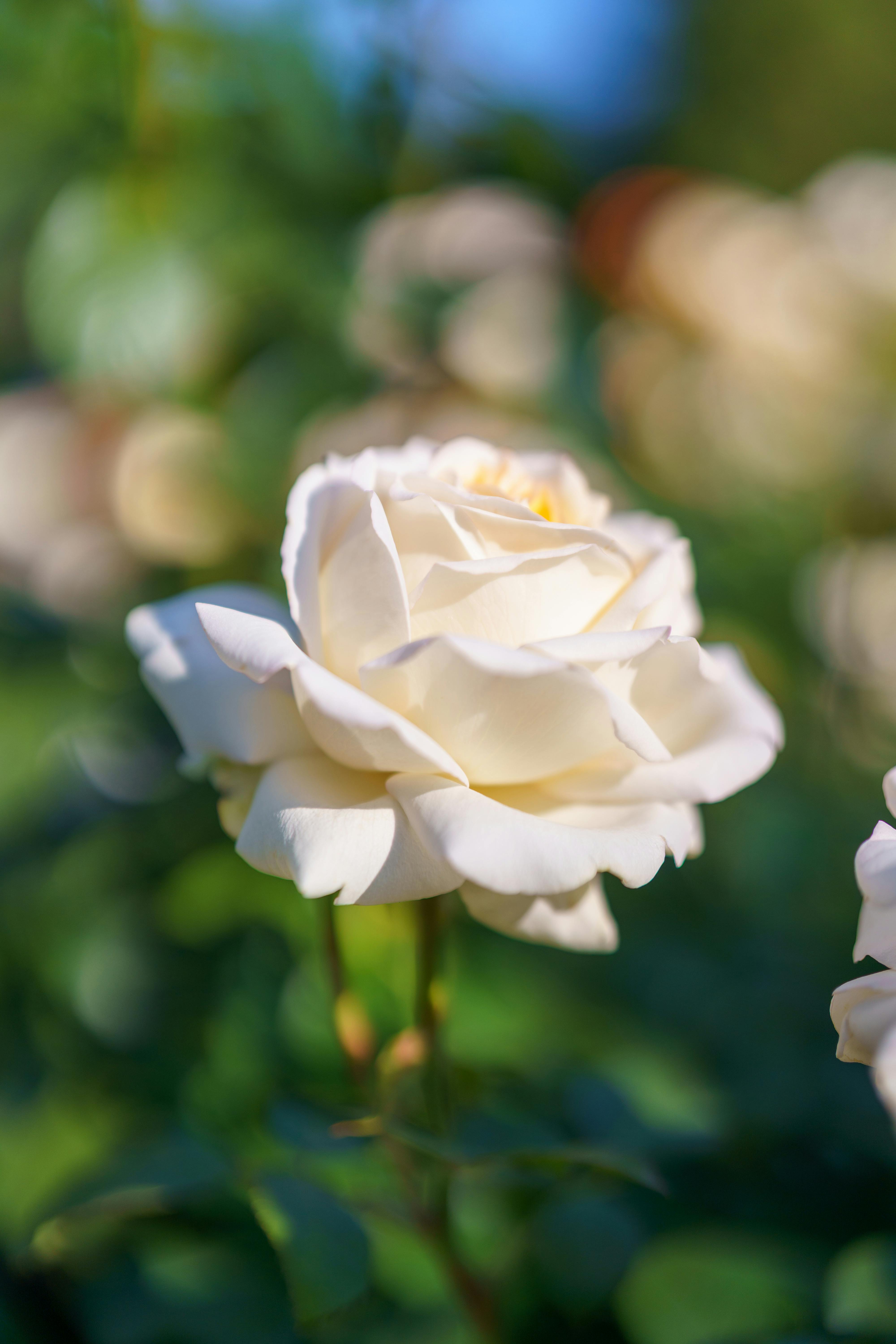 [ColoSach]-close-up-of-a-white-rose-blooming-under-sunlight,-highlighting-its-delicate-petals-and-natural-beauty.