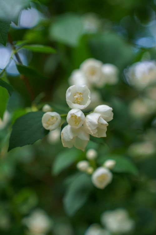 Free Beautiful close-up of blooming white jasmine flowers against a blurred green background in spring. Stock Photo