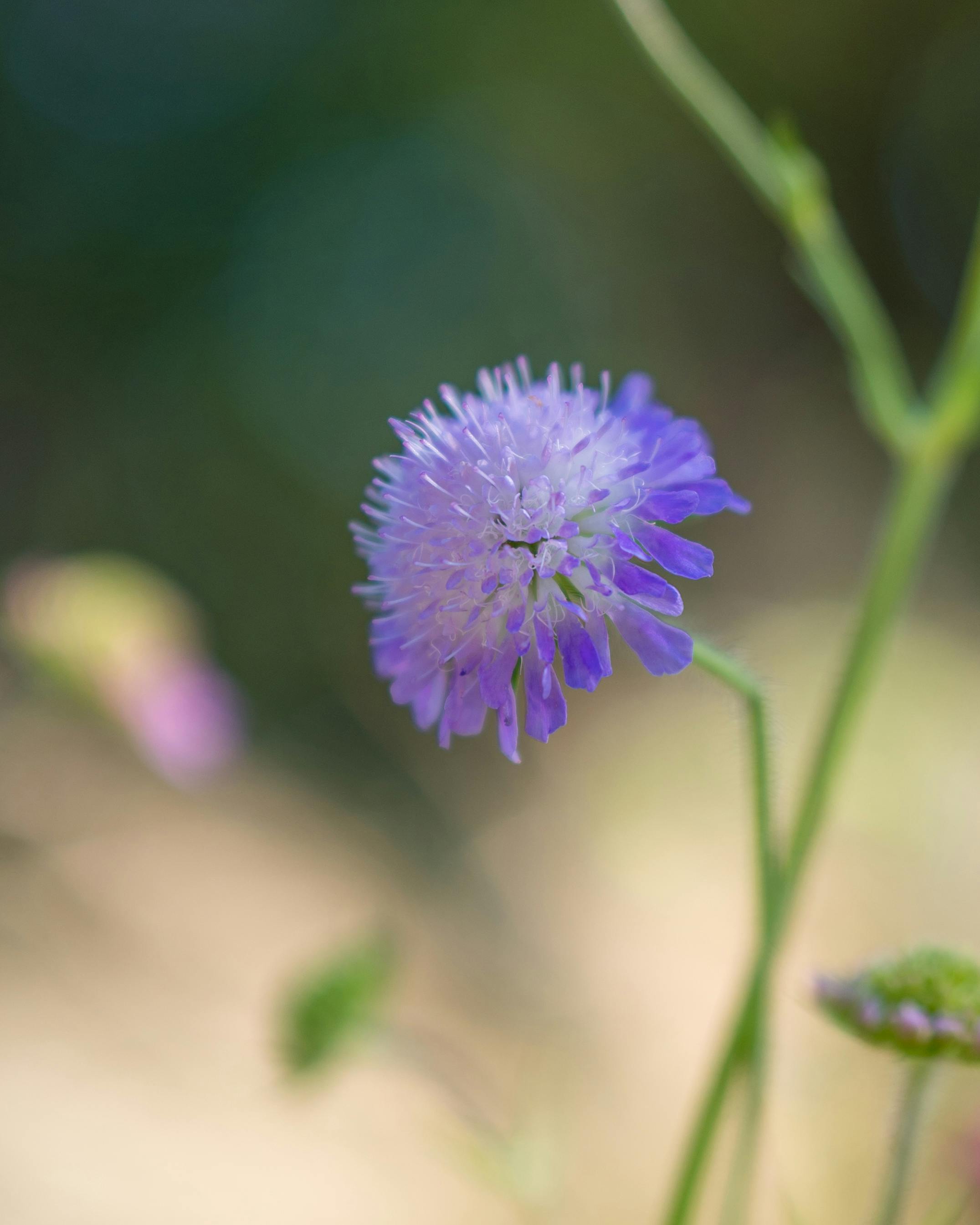 [ColoSach]-close-up-of-a-vibrant-purple-flower-in-a-natural-outdoor-setting,-showcasing-its-delicate-petals-and-fresh-greenery.
