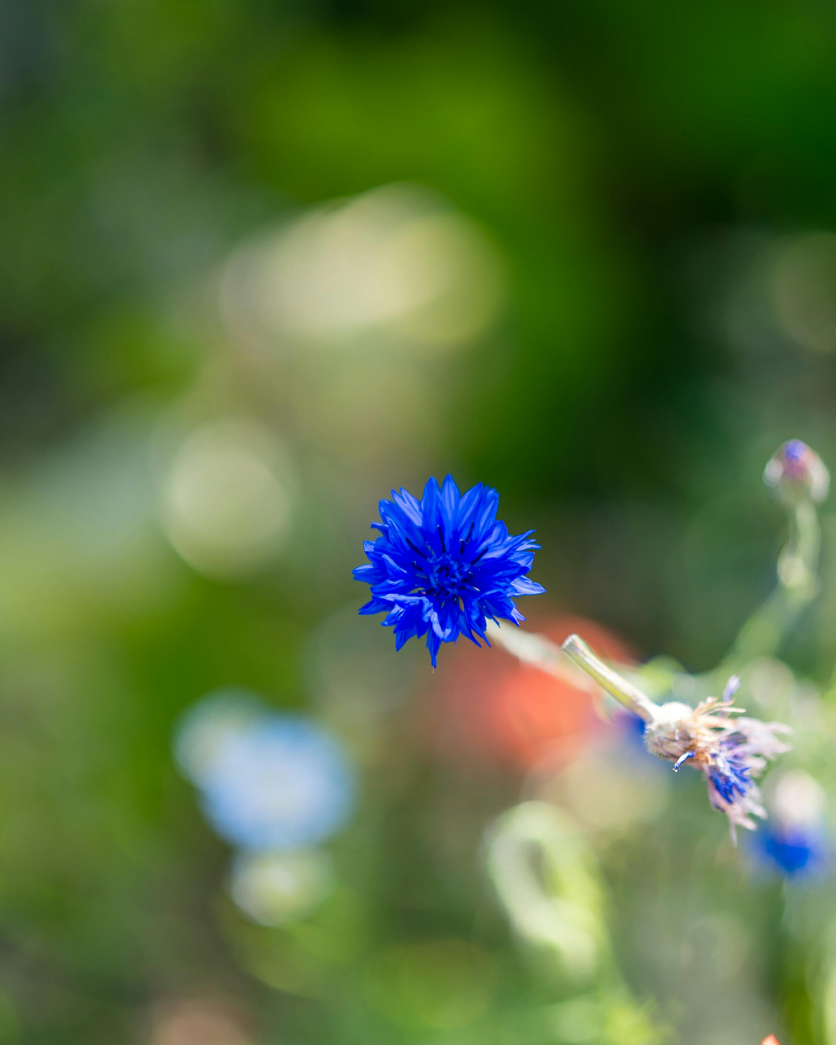 [ColoSach]-close-up-of-a-vivid-blue-cornflower-against-a-soft,-blurred-green-background.