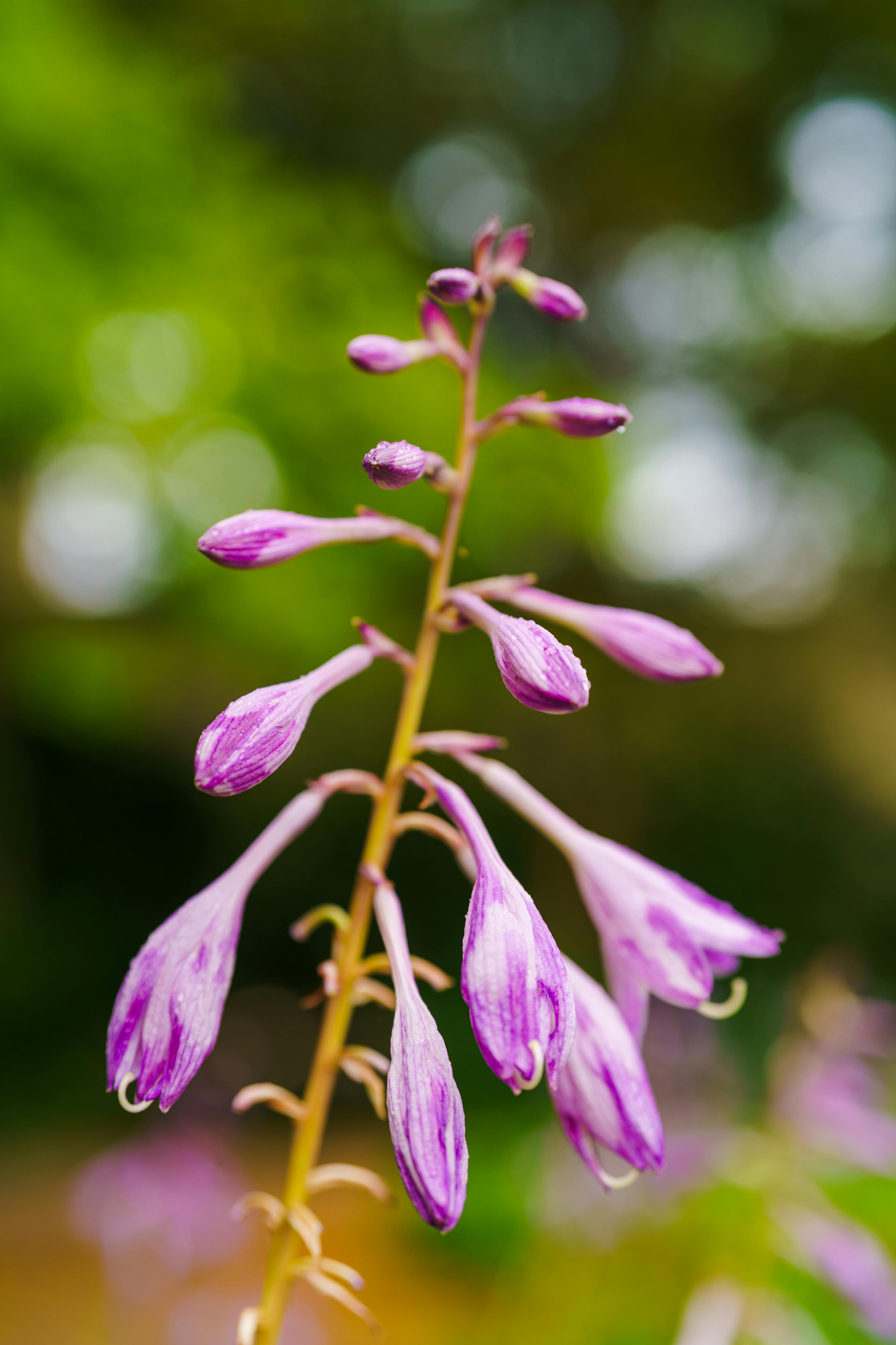 [ColoSach]-vivid-close-up-of-a-purple-hosta-blossom-in-a-lush-garden-depicting-natural-beauty-and-serenity.