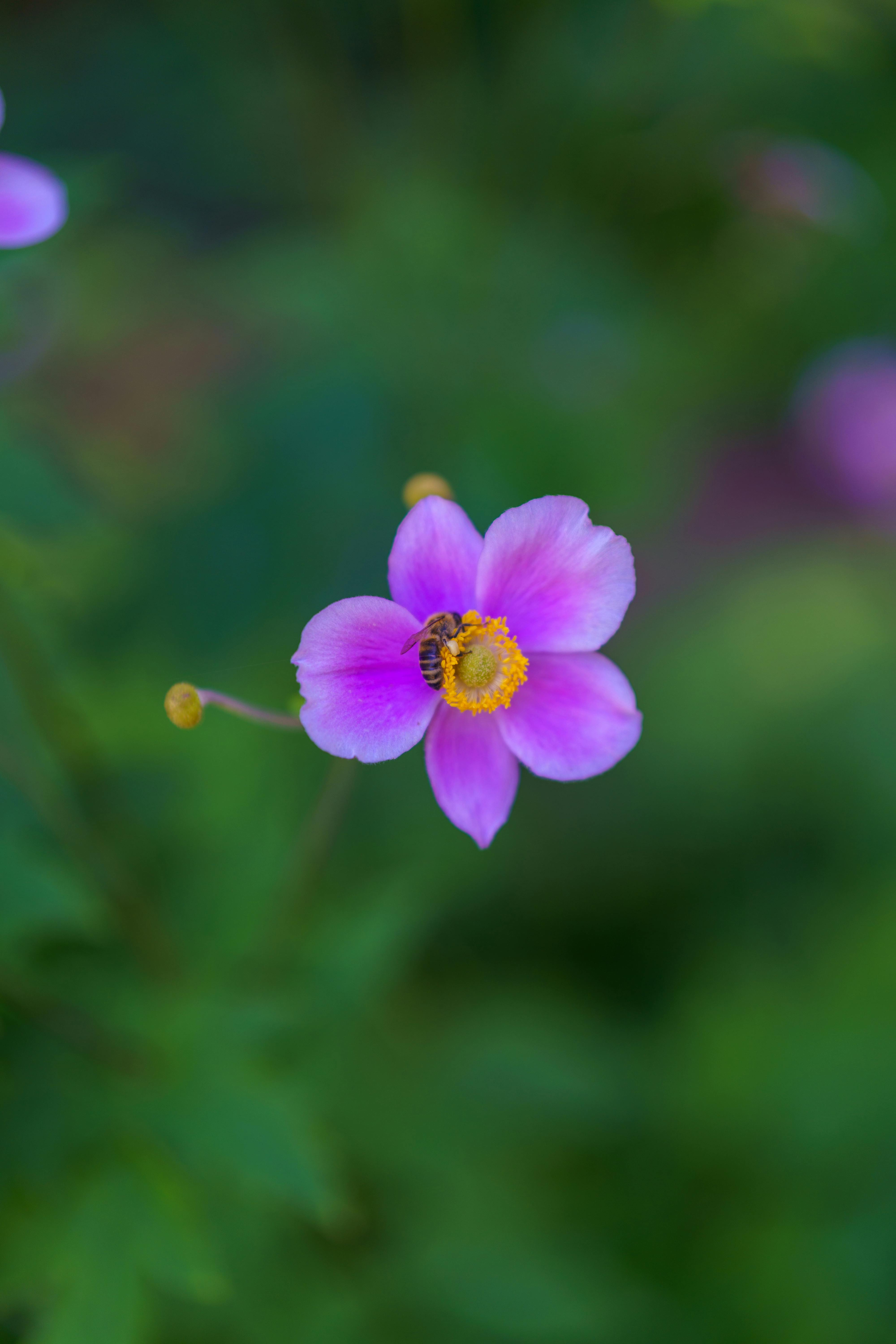 [ColoSach]-close-up-of-a-bee-on-a-vibrant-pink-anemone-flower-with-lush-green-background.