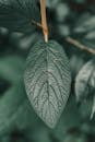 Close-up of Green Leaf with Detailed Veins